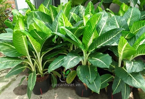 Cây Oai hùng số lượng nhiều tại Cây Cảnh Việt, giá 350.000đ/cây