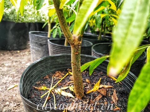 Thân cây cóc thái nhỏ gọn, dễ chăm sóc, thích hợp trồng làm cảnh