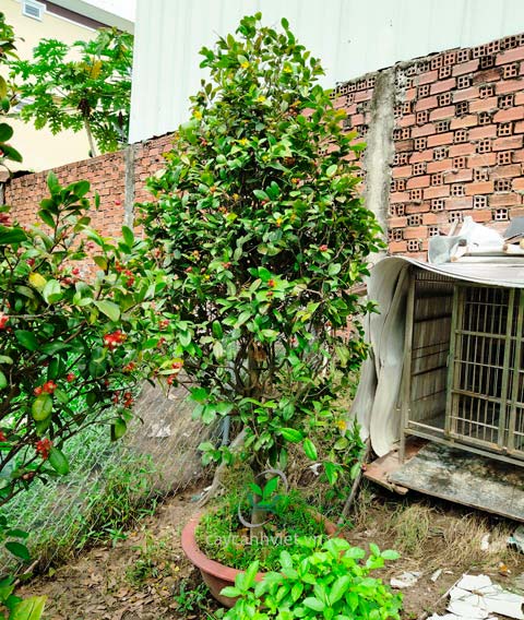 Cây mai tứ quý cao 2m với hoa nở quanh năm