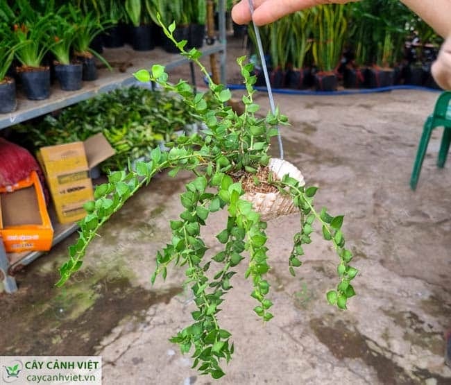 Cây Lan Tim trang trí ban công, tạo không gian xanh mát