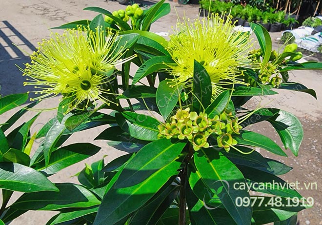 Hoa cây Mai Thái Hoa Vàng