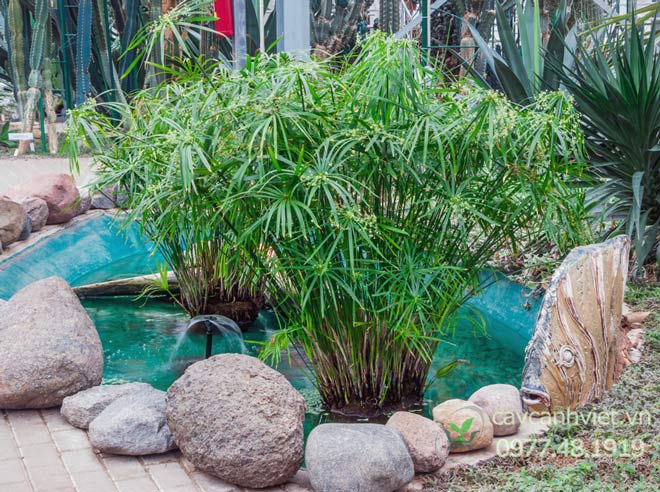 Cây Thủy Trúc trồng thủy sinh trong hồ nước