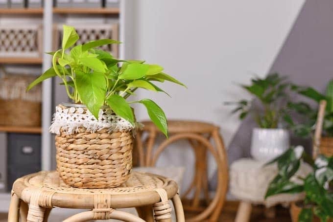 Trầu bà vàng phong thủy cho người mệnh Mộc, tuổi Ngọ
