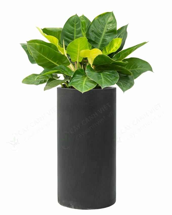 Cây Đế Vương Vàng trưởng thành với kích thước từ 1.2-1.4m