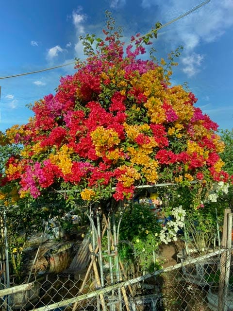 Cây bông giấy Thái Lan cánh nhỏ màu đỏ