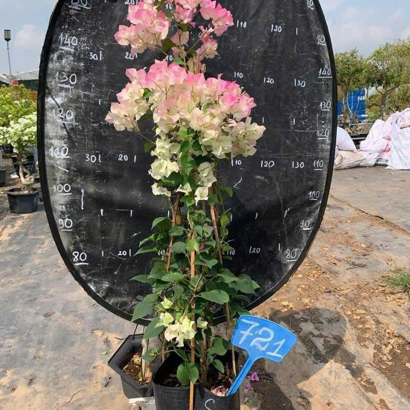 [CSF] Hoa Giấy Sakura Tháp Zin - Chuyên Leo Hàng Rào - Cổng Chào - Ban Công