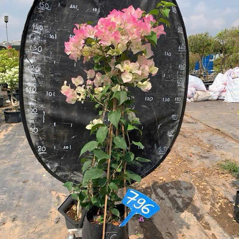 [CSF] Hoa Giấy Sakura Tháp Zin - Chuyên Leo Hàng Rào - Cổng Chào - Ban Công