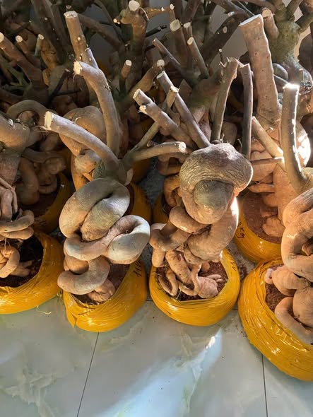 [CSF] MEDIUM ROOTSTOCKS - GỐC PHÔI LÙN LỰC