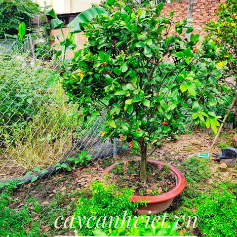 Tạo dáng & cứu cây bonsai