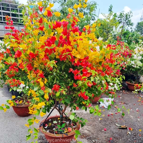 Tư vấn thiết kế mảng xanh
